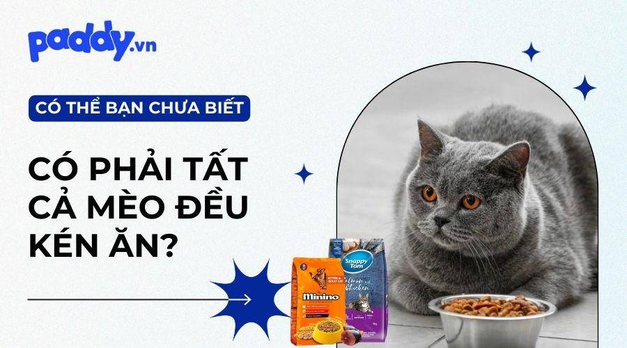 Tìm hiểu nguyên nhân và cách khắc phục mèo kén ăn