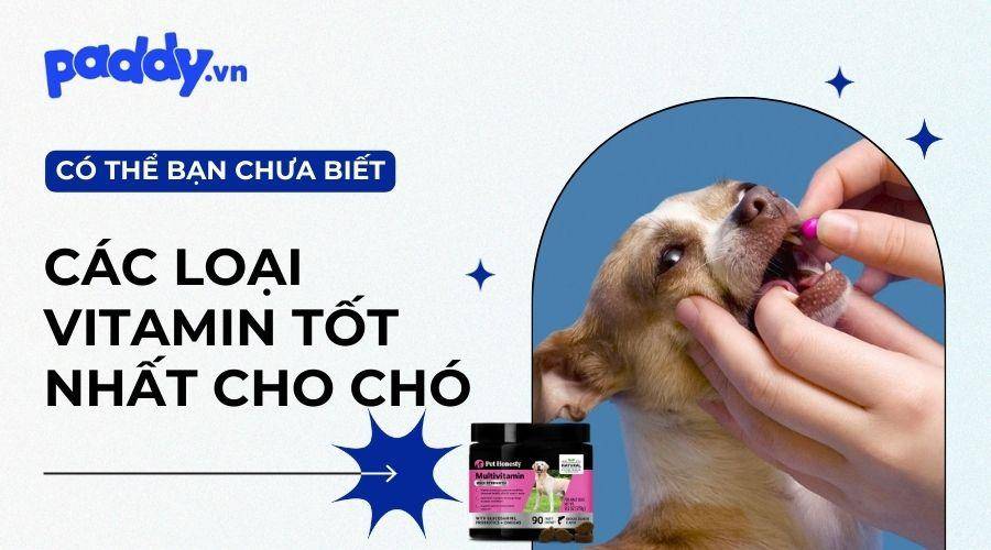 Top 5 loại Vitamin dành cho chó tốt nhất