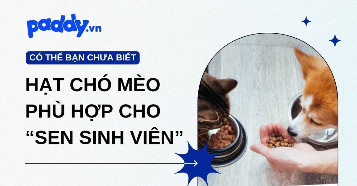 Top các loại thức ăn chó mèo phù hợp cho “Sen sinh viên”