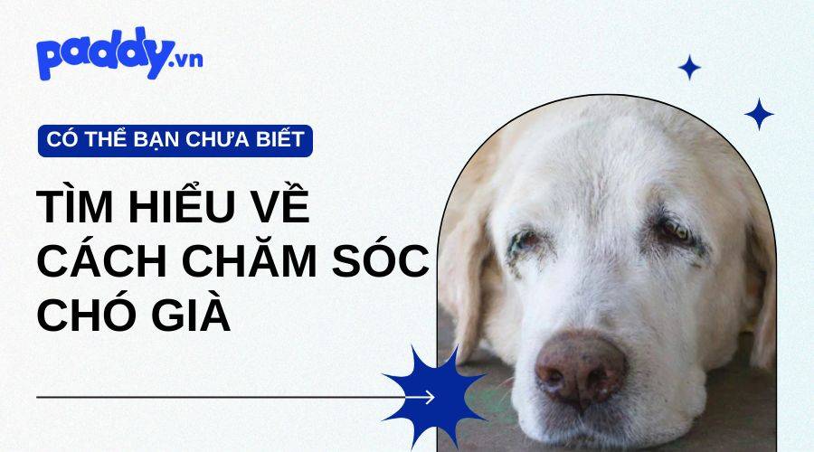 Cách Chăm Sóc Chó Già