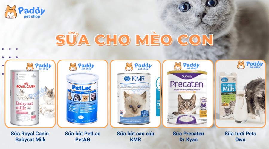 Bí quyết chọn mua sữa cho mèo con chất lượng và cách pha chế