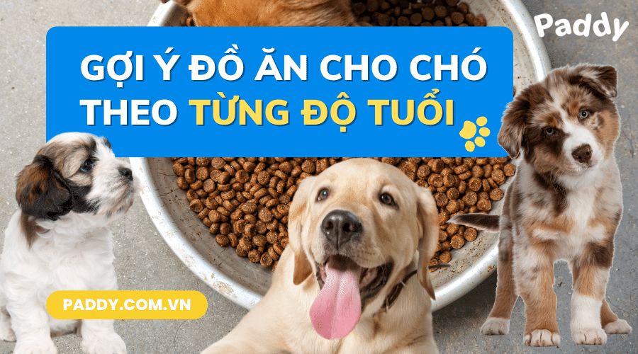 Gợi ý đồ ăn cho chó theo từng độ tuổi mà bạn nên biết