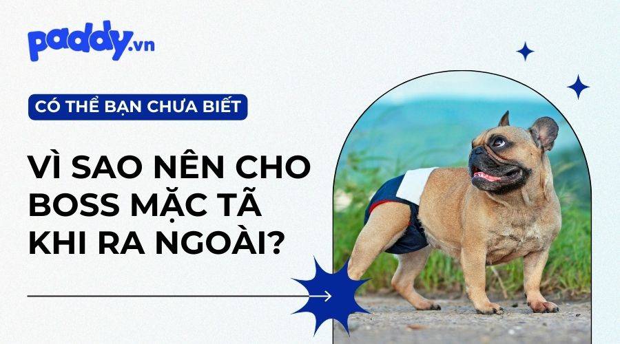 Review Các Loại Tã Cho Mèo Và Chó Tốt Nhất Thị Trường