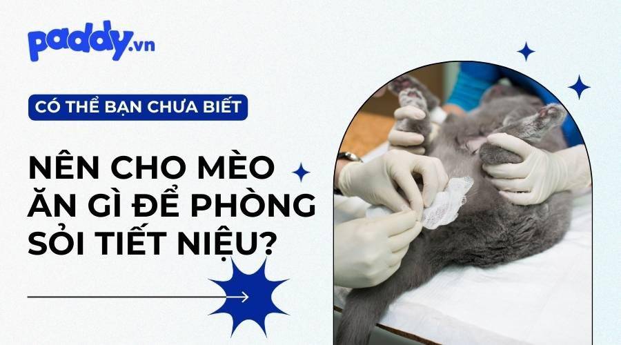 Các Sản Phẩm Hỗ Trợ Điều Trị Bệnh Sỏi Tiết Niệu Ở Mèo