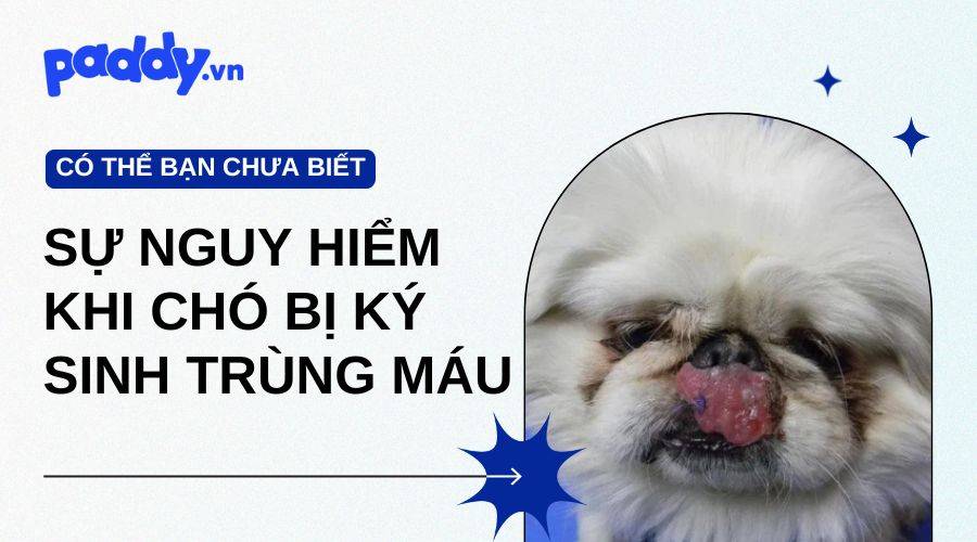 Bệnh Ký Sinh Trùng Máu Ở Chó Nguy Hiểm Như Thế Nào?