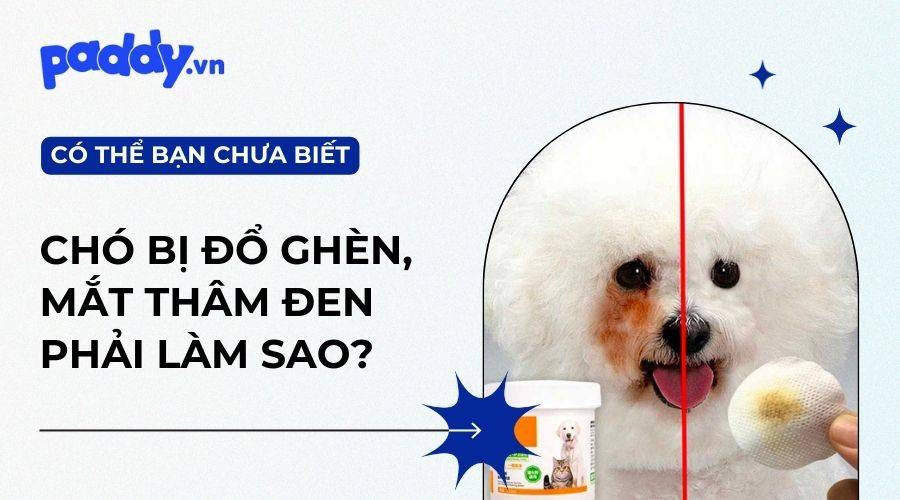 Cách Trị Chó Bị Đổ Ghèn