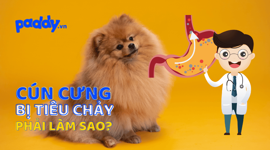 Chó Bị Tiêu Chảy Và Hướng Xử Lý