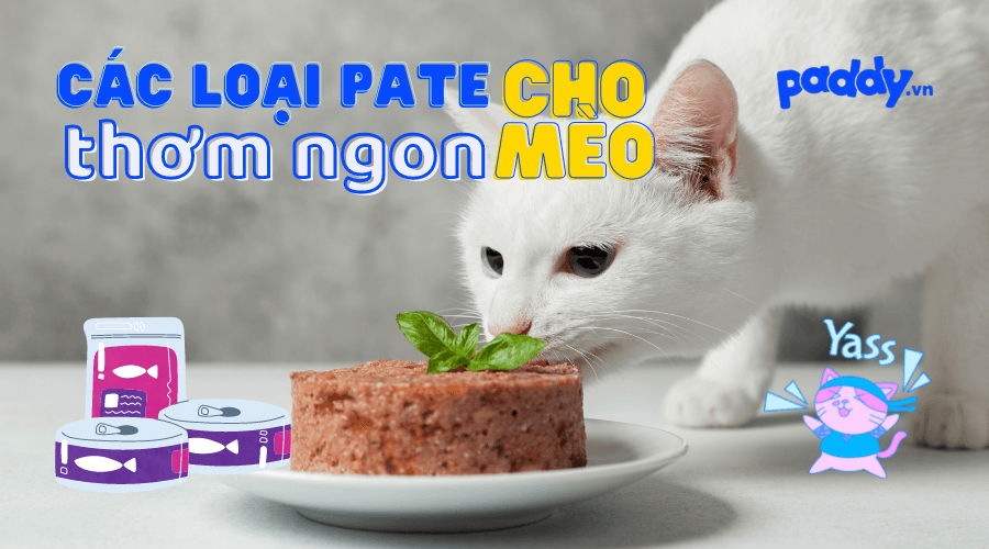 Top Các Loại Pate Mèo Được Ưa Chuộng Nhất