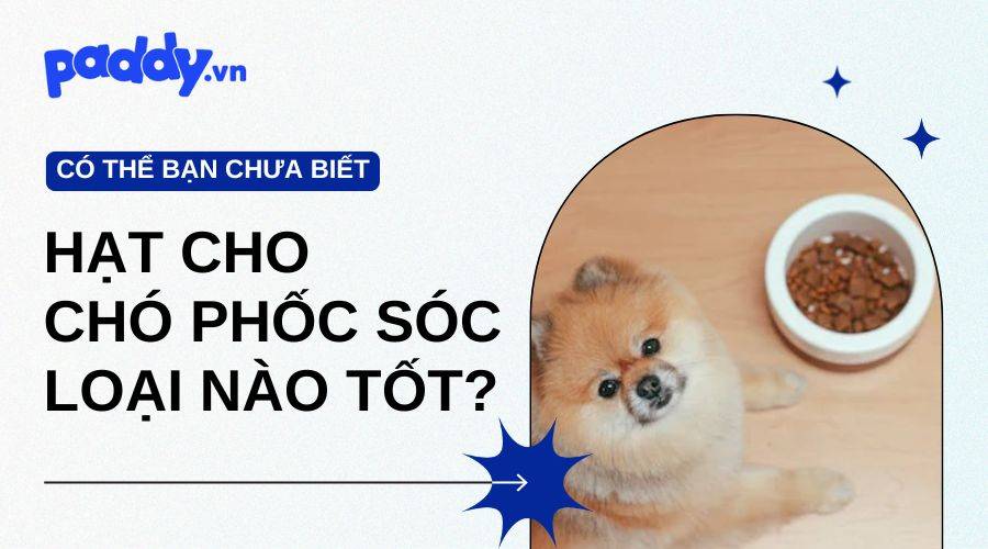 Hạt Cho Chó Phốc Sóc Loại Nào Tốt?