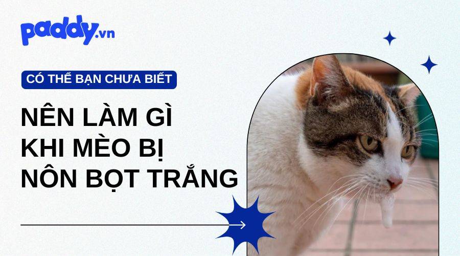 Phòng tránh và cách chữa bệnh cho mèo bị nôn bọt trắng