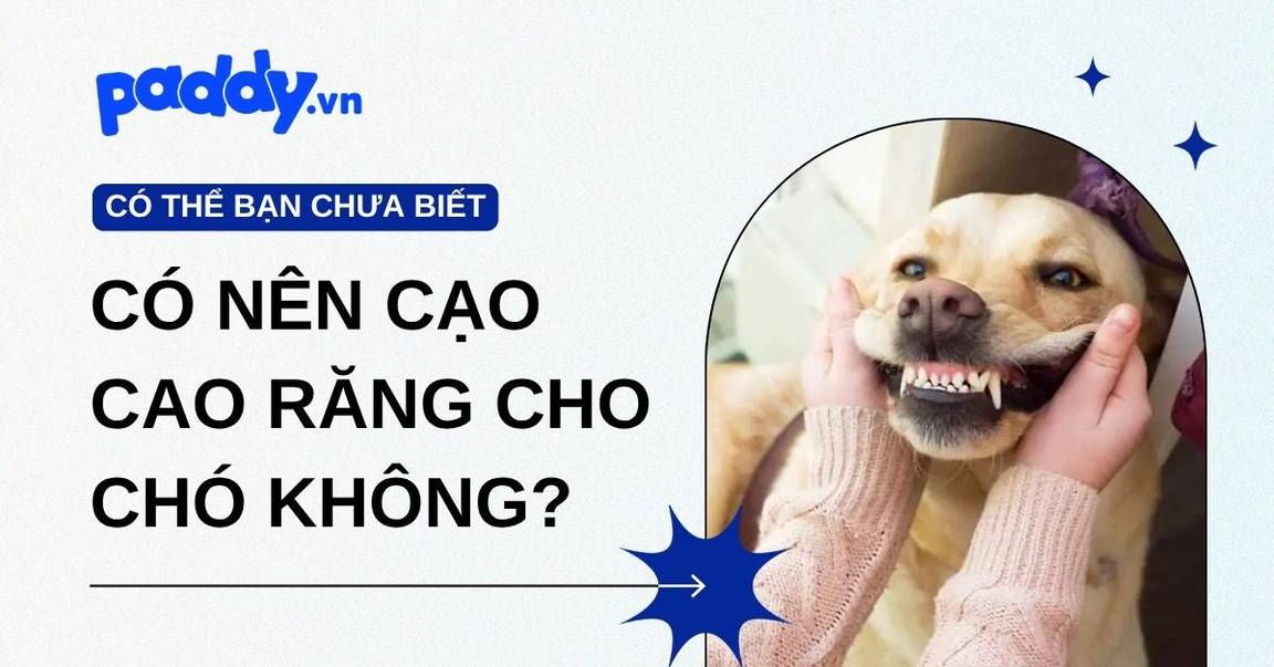 Có nên cạo cao răng cho chó không?