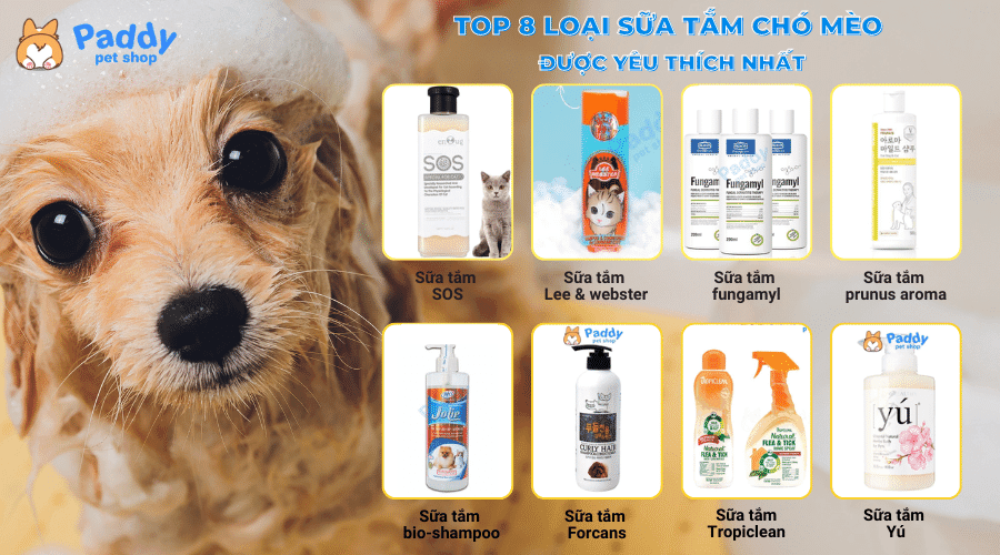 Top 8 loại sữa tắm chó mèo khử mùi tốt, thơm lâu được yêu thích