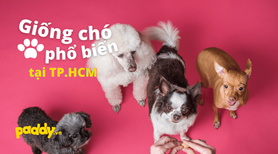 Các Giống Chó Cảnh Phù Hợp Để Nuôi Ở Tp.HCM