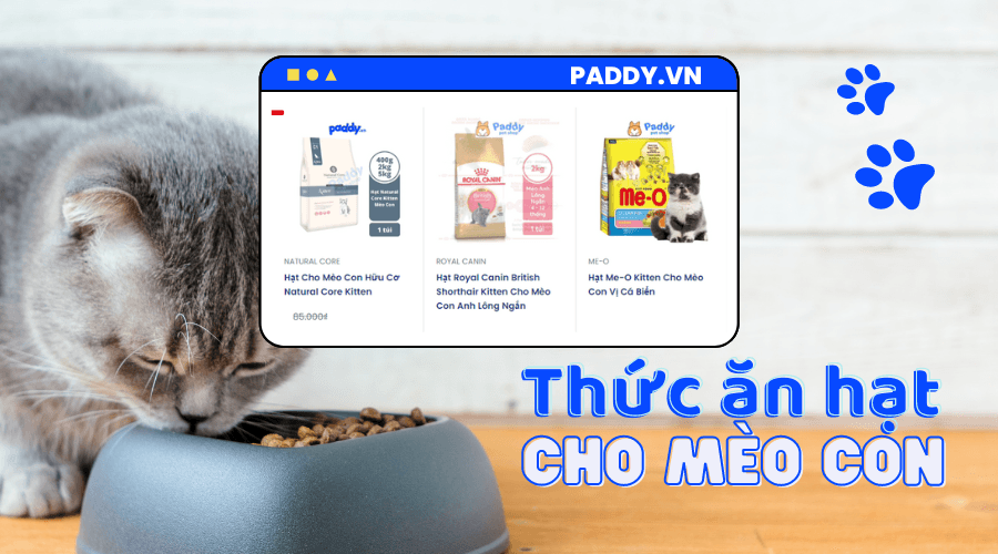 Lựa Chọn Thức Ăn Hạt Cho Mèo Con Kitten