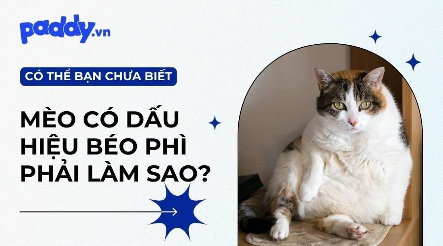 Những Điều Cần Biết Về Mèo Bị Béo Phì