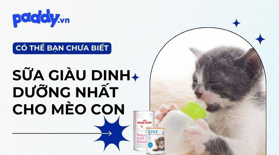 Top 10 loại sữa giàu dinh dưỡng cho mèo con tốt nhất hiện nay