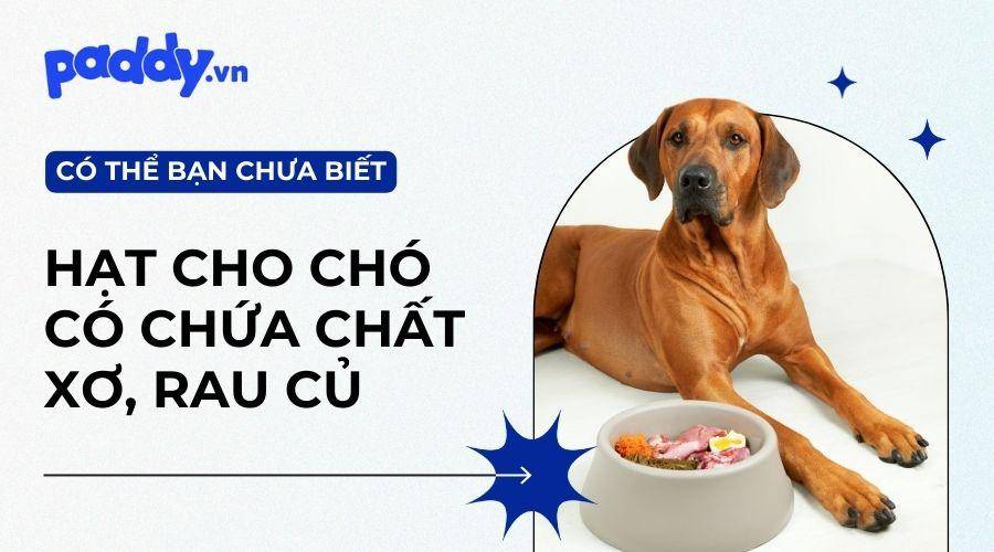 Top Thức Ăn Hạt Cho Chó Có Chứa Chất Xơ, Rau Củ