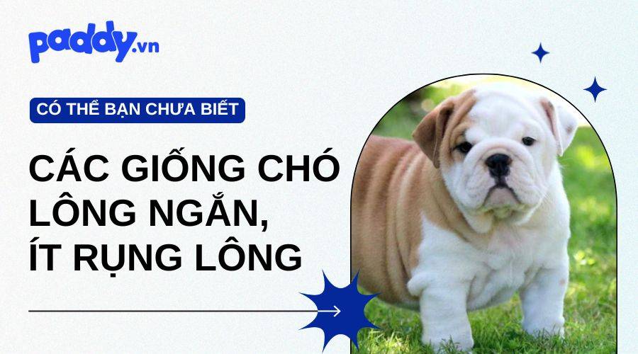 Các Giống Chó Lông Ngắn, Ít Rụng Lông