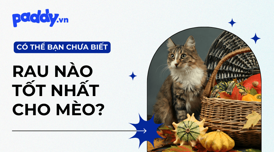 Các Loại Rau Tốt Nhất Cho Mèo Mà Bạn Nên Biết