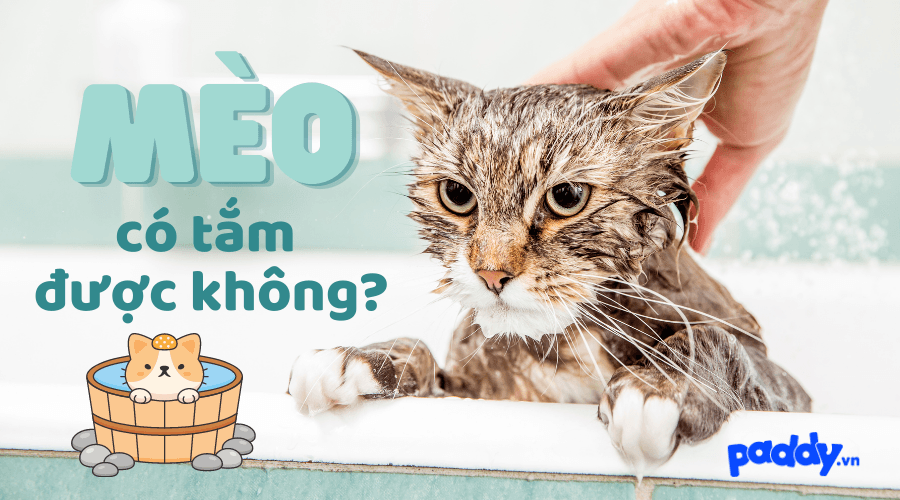 Mèo Có Tắm Được Không - Những Điều Bạn Chưa Biết?