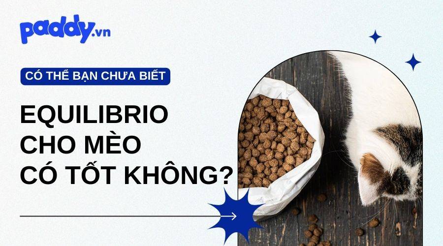 Hạt Equilibrio Cho Mèo Có Tốt Không?
