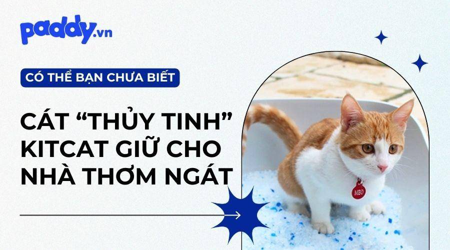 Ưu Điểm Khi Lựa Chọn Cát Thủy Tinh Kitcat Cho Mèo