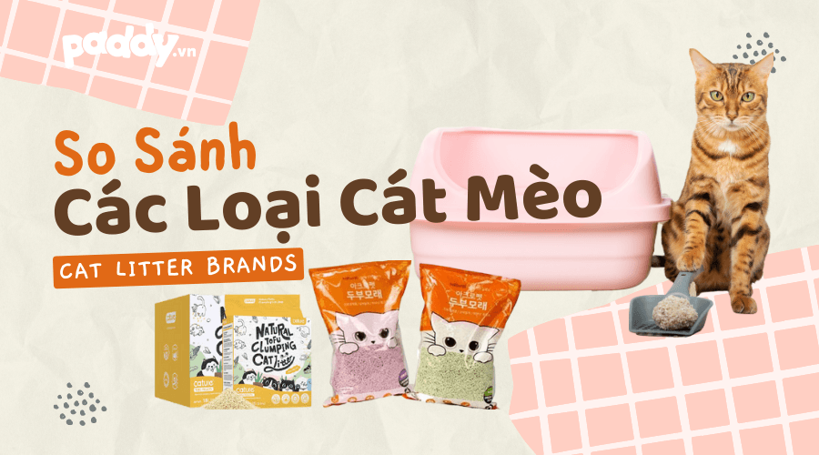 So Sánh Các Loại Cát Mèo Trên Thị Trường Hiện Nay