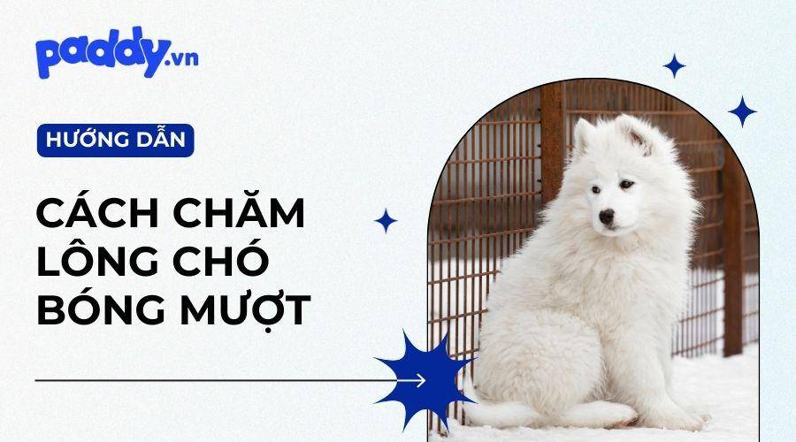 Bí mật chăm sóc lông chó mượt và sáng bóng