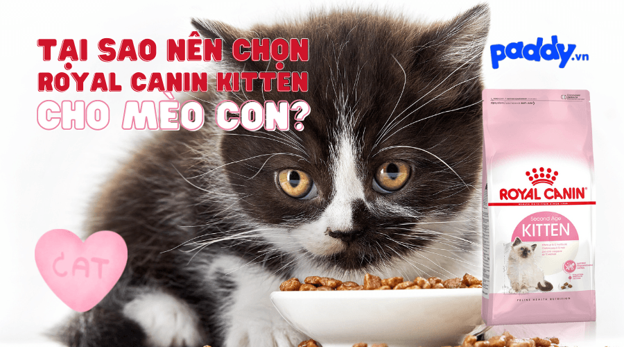 Hạt Royal Canin Kitten Có Tốt Cho Mèo Con Không?