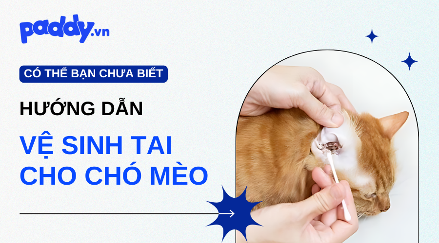 Hướng Dẫn Vệ Sinh Tai Cho Chó Mèo An Toàn Tại Nhà