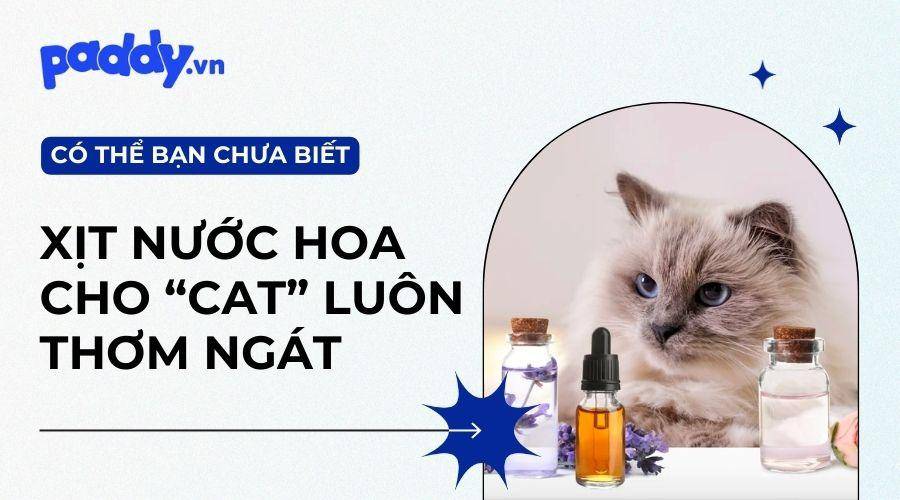Những Sản Phẩm Nước Hoa Cho Mèo Được Tin Dùng Nhất Hiện Nay