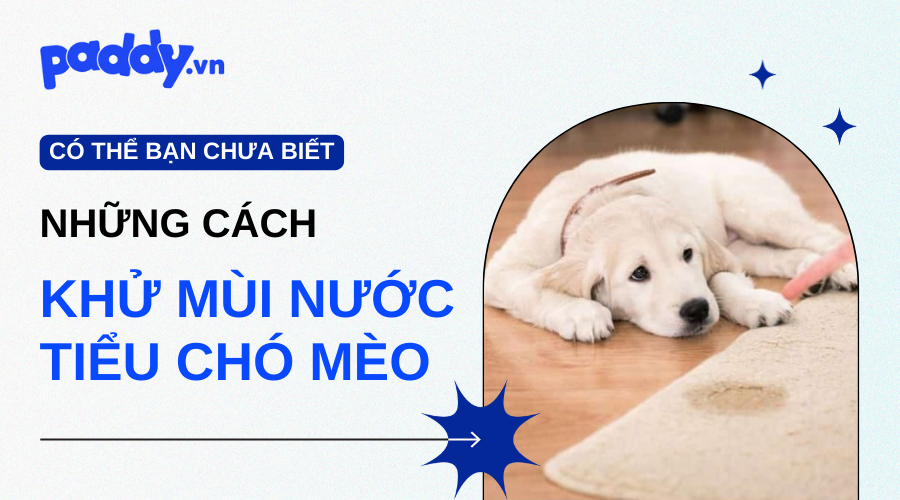 Cách Khử Mùi Nước Tiểu Chó, Mèo Hiệu Quả