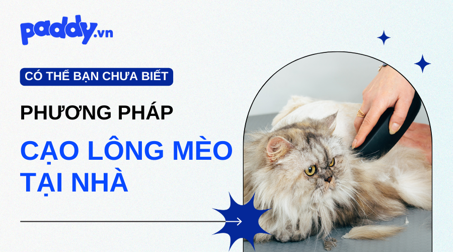 Phương Pháp Cạo Lông Mèo Tại Nhà Hiệu Quả