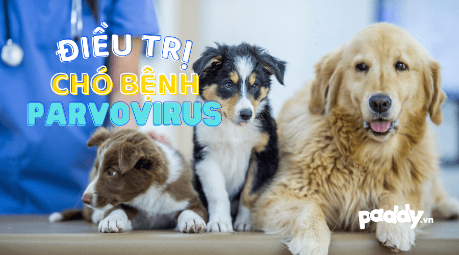 Cách Điều Trị Bệnh Parvovirus Ở Chó