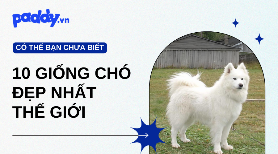Top 10 Giống Chó Đẹp Nhất Thế Giới