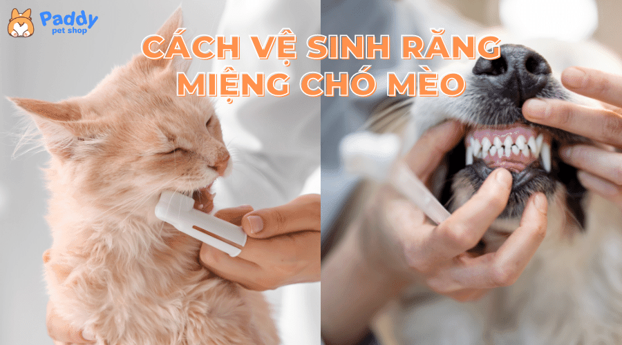 Cách vệ sinh răng miệng chó mèo siêu sạch, dễ thực hiện