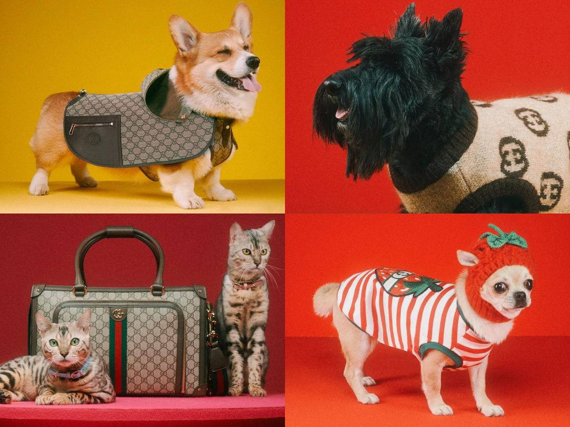 Bộ Sưu Tập Xa Xỉ Cho Thú Cưng Từ Gucci