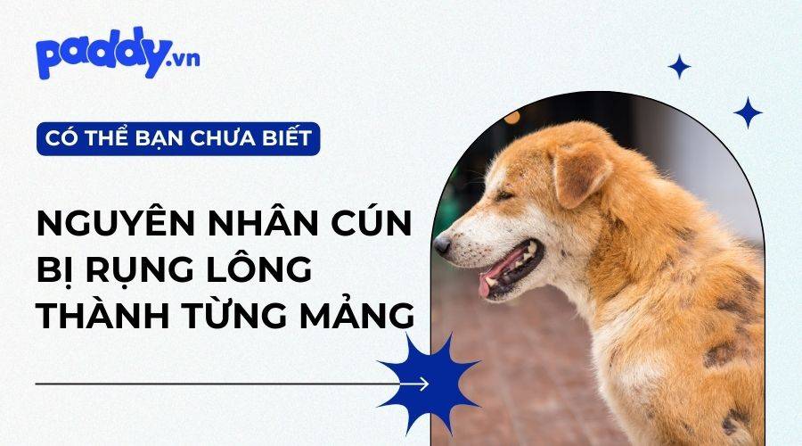Nguyên Nhân Và Cách Trị Chó Bị Rụng Lông Thành Từng Mảng