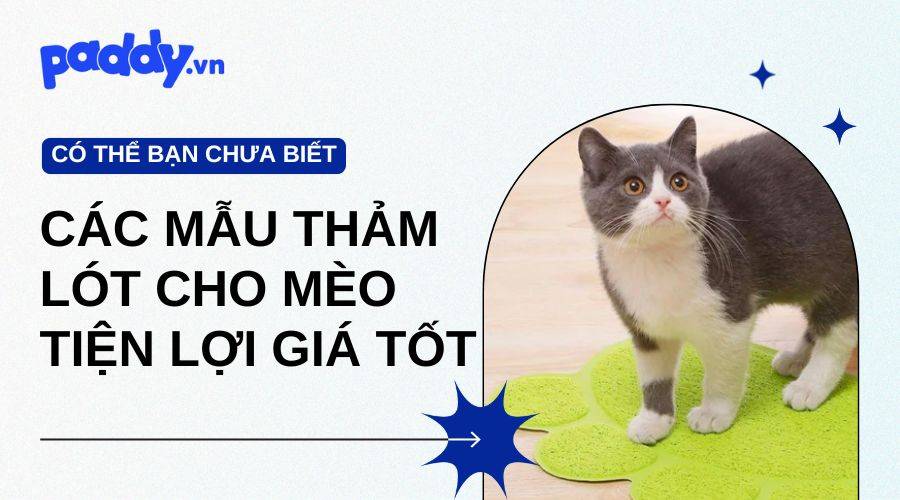 Tổng Hợp Các Mẫu Thảm Lót Cho Mèo Tiện Lợi Giá Tốt