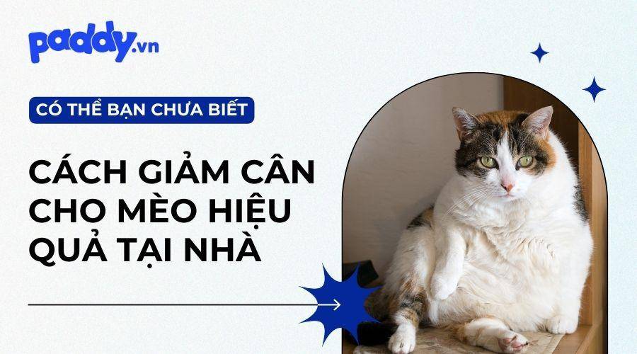 Cách Giảm Cân Cho Mèo Hiệu Quả