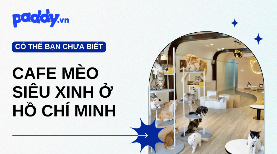 Điểm Tên Các Tiệm Cà Phê Mèo Siêu Xinh Ở TP. HCM