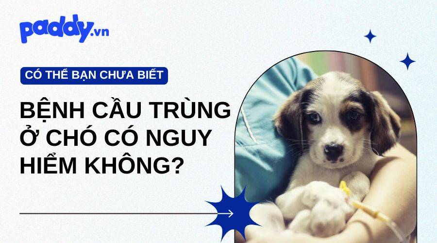 Bệnh Cầu Trùng Ở Chó Có Nguy Hiểm Không?