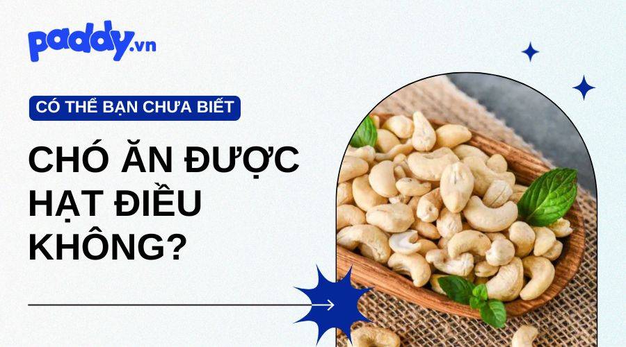 Chó Có Ăn Được Hạt Điều Không?