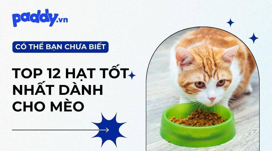 Top 12 Loại Thức Ăn Hạt Cho Mèo Tốt Nhất 2023