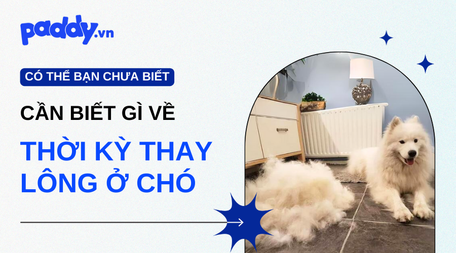 Những Điều Cần Biết Khi Thay Lông Ở Chó
