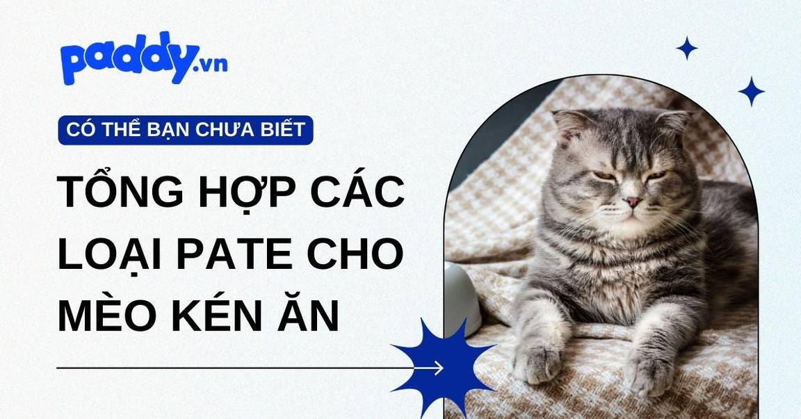 Tổng hợp các loại pate cho mèo kén ăn – Thơm ngon, bổ dưỡng, mèo nào cũng mê