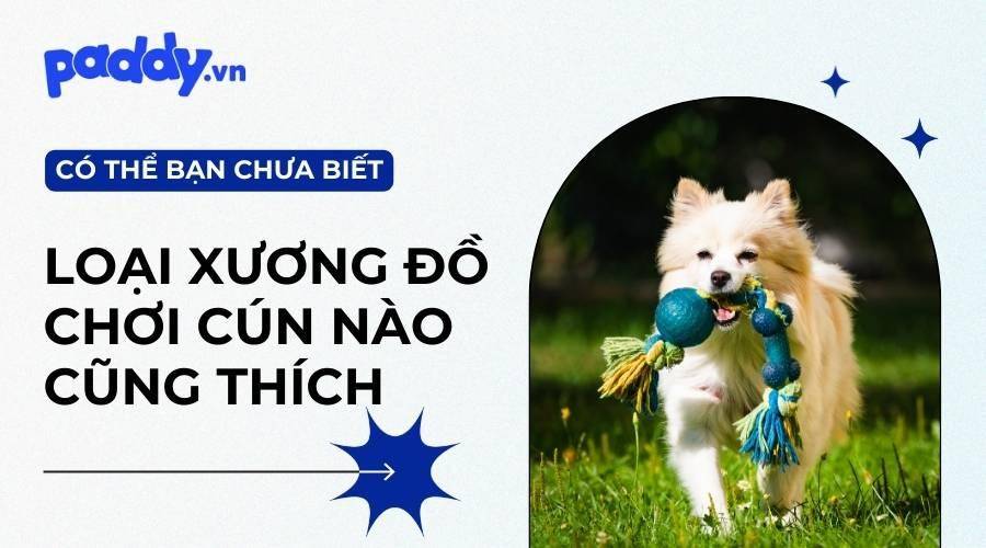 Top 6 Đồ Chơi Xương Gặm Chó Nào Cũng Thích