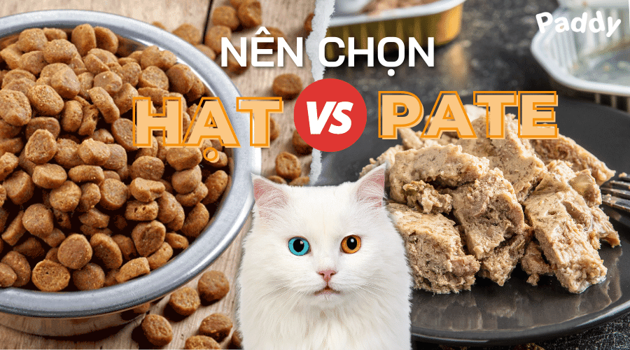 Nên chọn đồ ăn cho mèo là hạt hay pate?