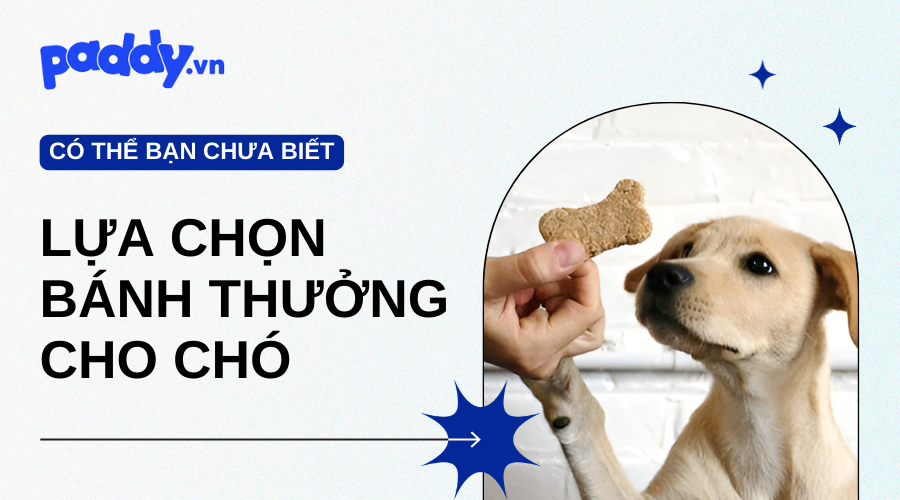 Lựa Chọn Snack Bánh Thưởng Cho Chó