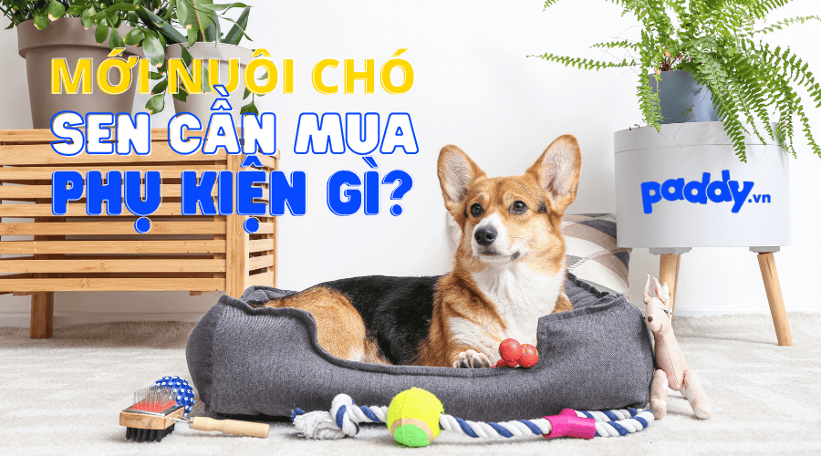 Phụ Kiện Cho Người Mới Nuôi Chó Cực Kì Đáng Yêu